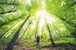 Meditazione camminata, una giornata per sviluppare un’armonia completa