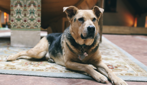 Benedizione degli animali, benedizione della consapevolezza