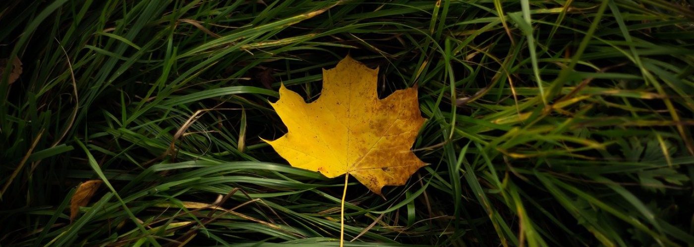 maple-leaf-4579709_1280